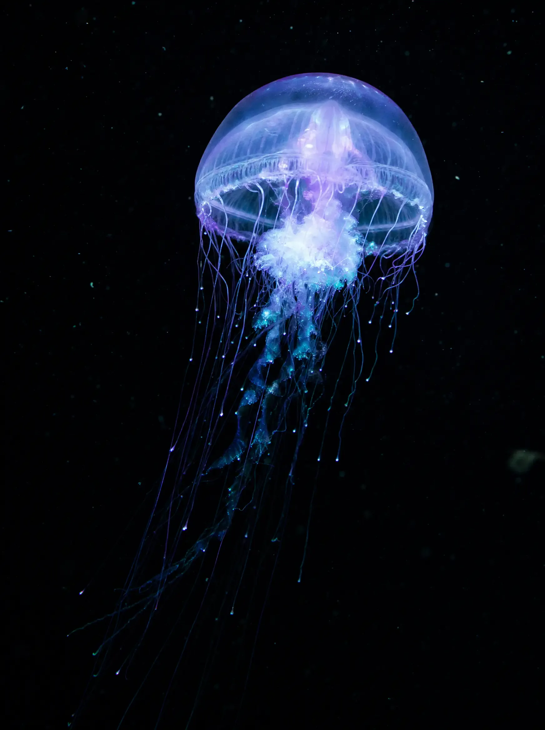 A bioluminescent jellyfish glowing cyan and violet in pitch-black water